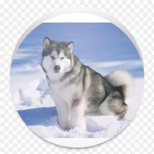 阿拉斯加马拉默特西伯利亚哈士奇格陵兰犬阿拉斯加哈士奇萨默特犬-小狗