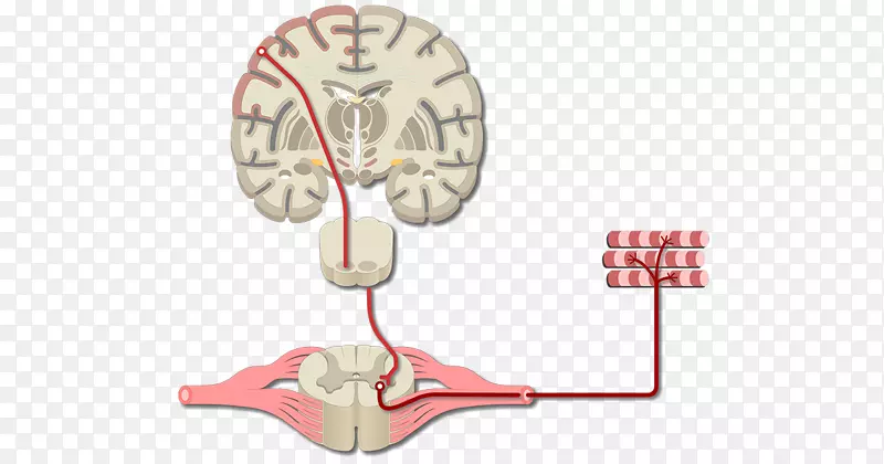 大脑初级运动皮层大脑皮质初级体感皮层-大脑