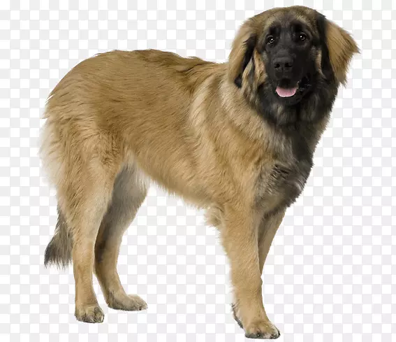 埃斯特雷拉山犬莱昂伯格肉瘤犬品种-小狗