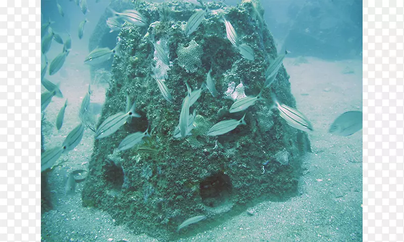珊瑚礁海王星纪念礁人工礁海洋生物-水