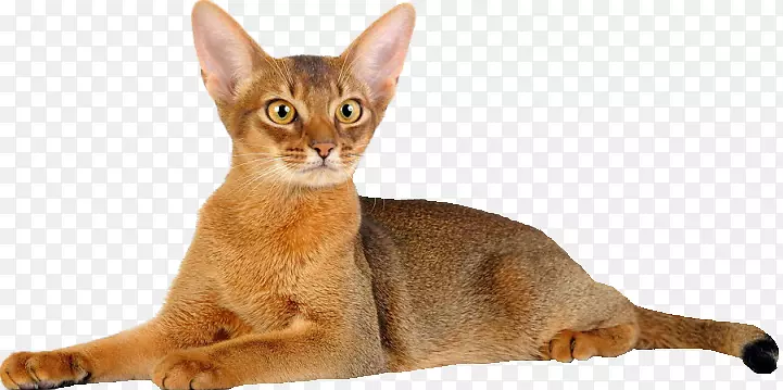 阿比西尼亚猫小猫唐斯考伊猫