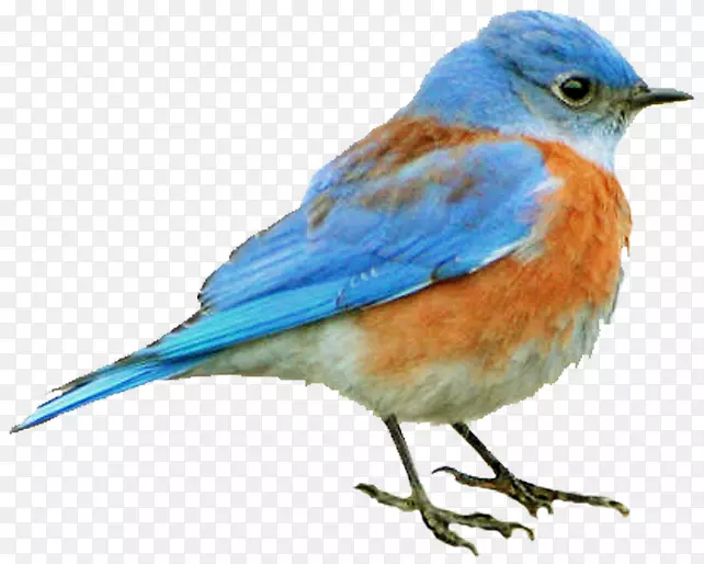 蓝鸟雀，旧世界捕蝇鸟喙-羽毛