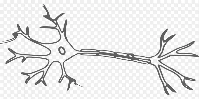 神经元神经系统脑剪贴术神经元