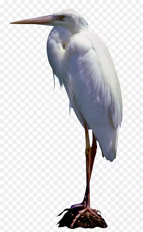 大白鹭白鹳小蓝鹭博客-鸟