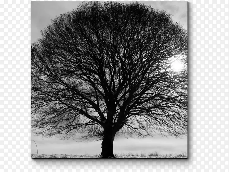 黑白树枝摄影.冬树