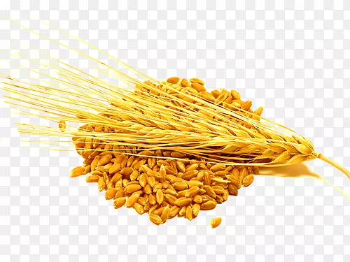 大麦谷类食品小麦粗粒大麦