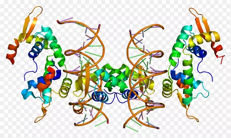 Foxp 2基因中心进化观狐狸蛋白质基因中心观