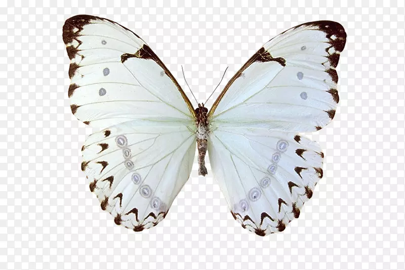 帝王蝴蝶纹身形形色色的多毛蝴蝶燕尾蝶-蝴蝶