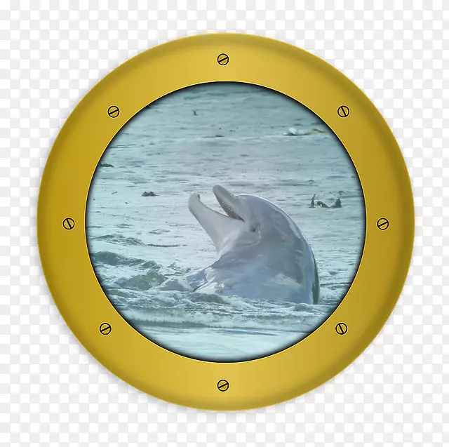 查尔斯顿海豚船道航行-海豚