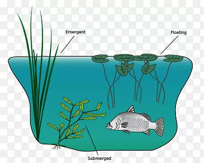 水生植物水生动物水资源.水