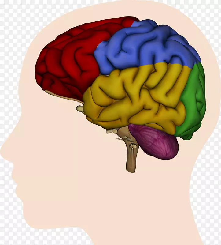 人脑大脑半球脑功能的偏侧脑顶叶-脑
