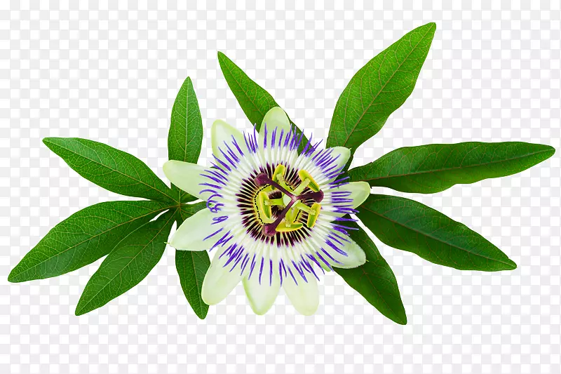 紫西番莲砧木摄影-植物