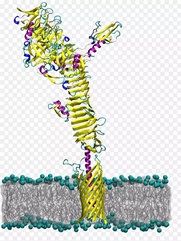 自转运体结构域蛋白结构域膜蛋白e。大肠杆菌