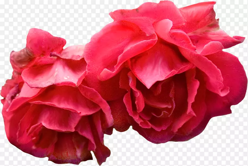 花束红蓝玫瑰剪贴画-红花