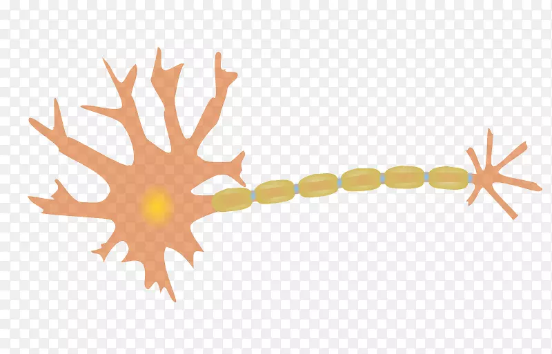 神经元神经系统细胞神经剪贴术