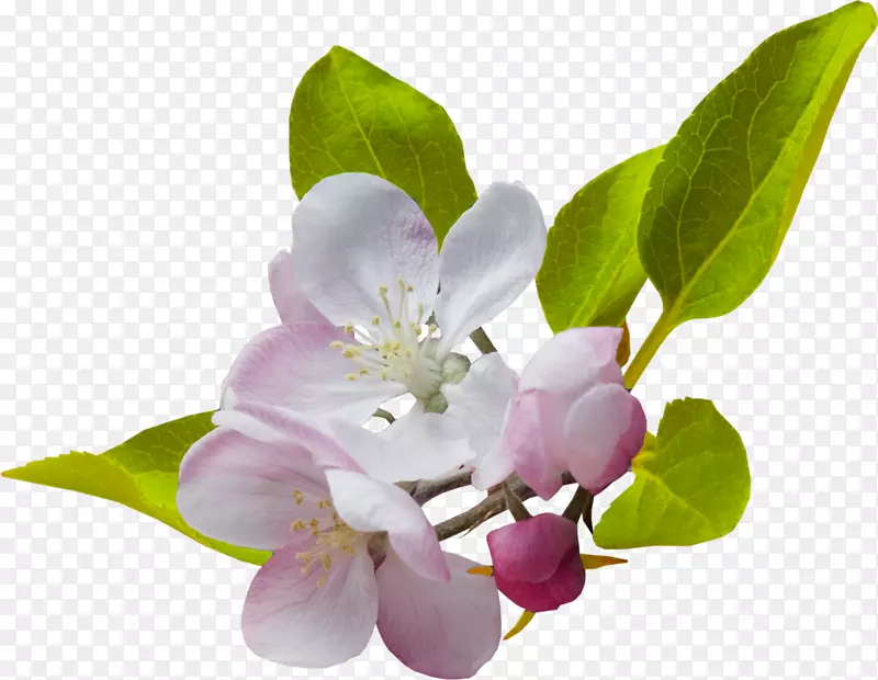 桌面壁纸夹艺术.春花