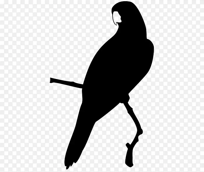 鹦鹉电脑图标喙夹艺术鹦鹉