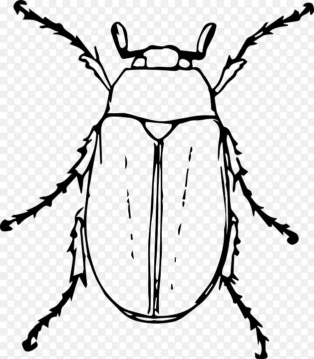甲虫画甲虫夹艺术-甲虫