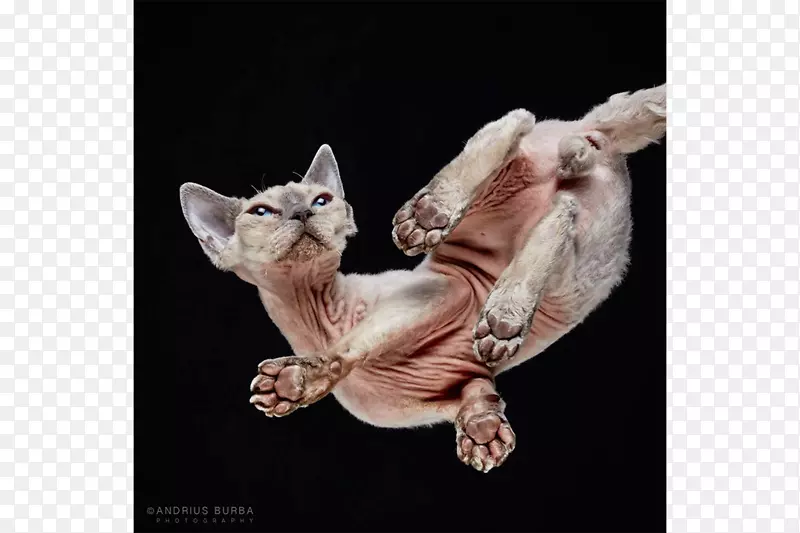 Sphynx猫展示猫科喵猫