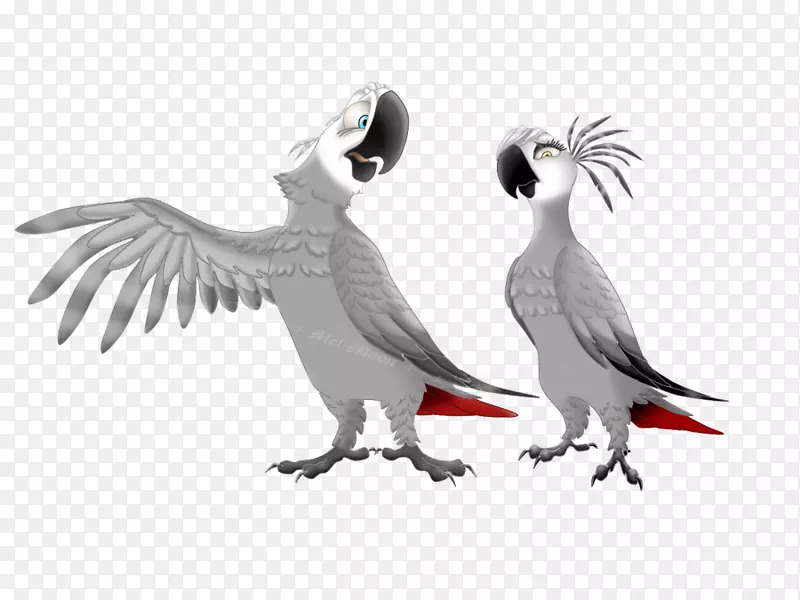 鸟灰鹦鹉画艺术真正的鹦鹉-鸟
