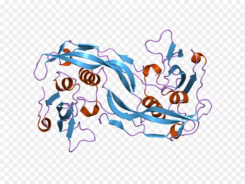 骨形态发生蛋白2 BMPR1A骨形态发生蛋白受体
