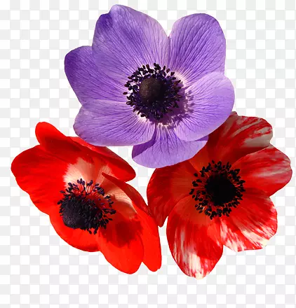 一朵加泰罗尼亚，一朵红色的花，一朵紫色的花。