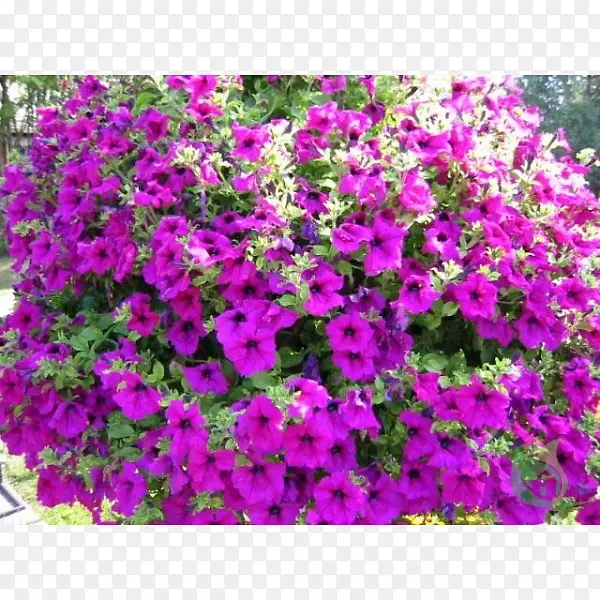 紫草属药用植物紫藤