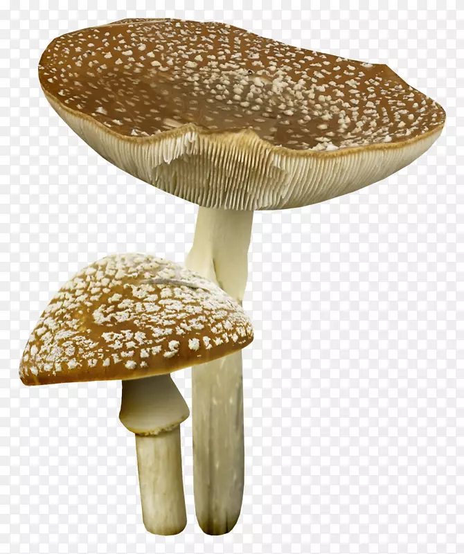 蘑菇剪贴画-蘑菇屋