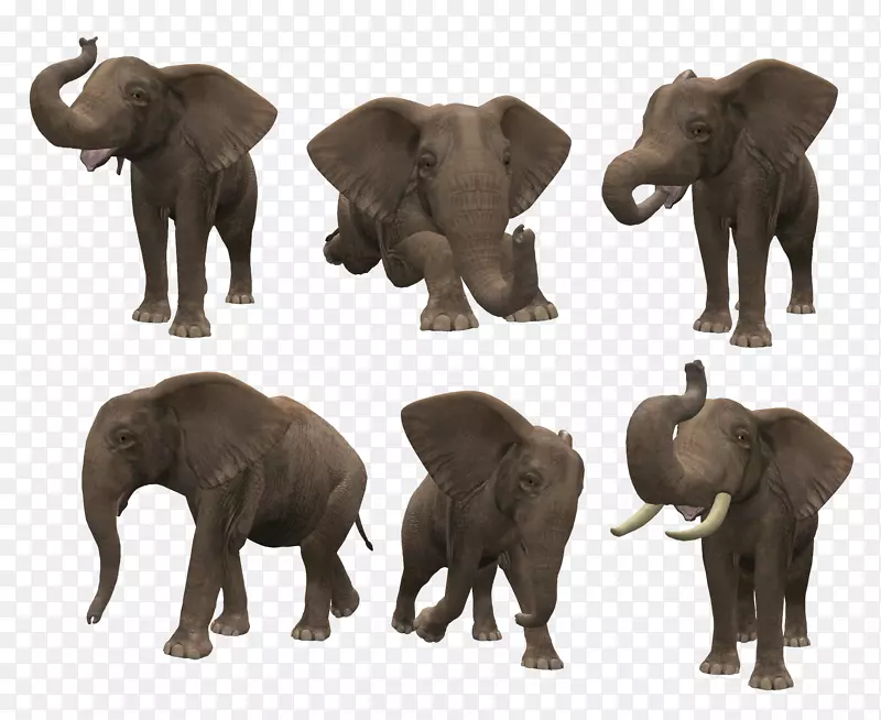 亚洲象非洲灌木象剪贴画-犀牛