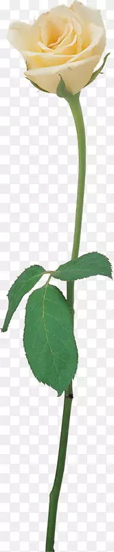 蔷薇科植物茎花切花