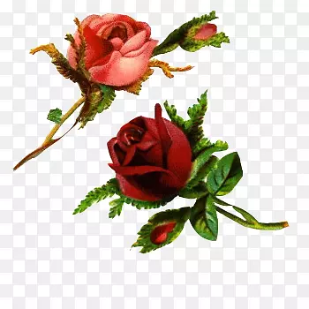 玫瑰花桌面壁纸夹艺术-玫瑰