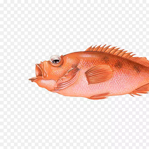 北红笛鲷鱼钓红鳍鱼