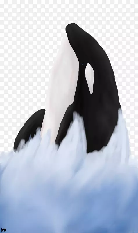 企鹅水鸟颈嘴企鹅