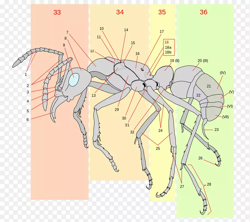 蚂蚁昆虫解剖