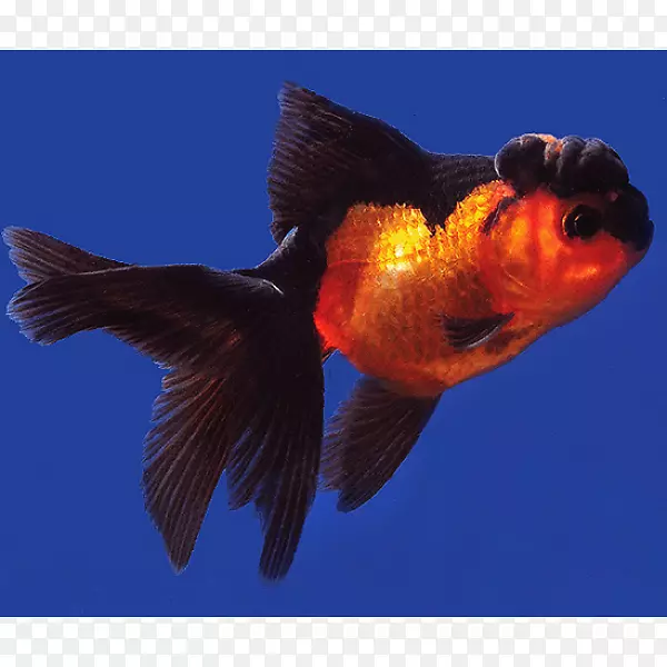 红帽猩猩黑头望远镜-鱼