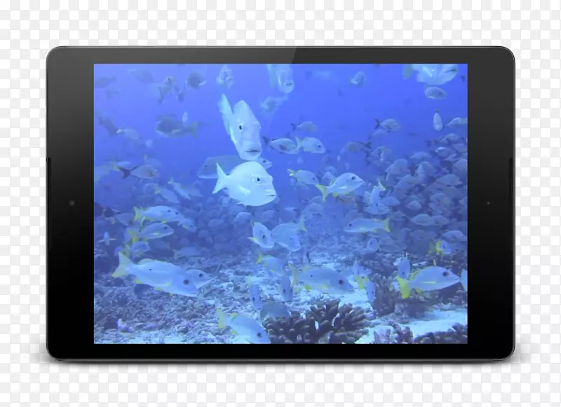 珊瑚海洋生物桌面壁纸电脑海底