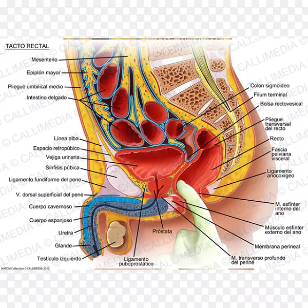 直肠检查前列腺乙状结肠前列腺炎