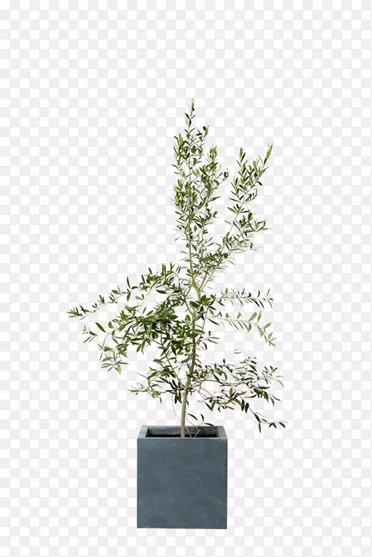 银合欢科室内植物