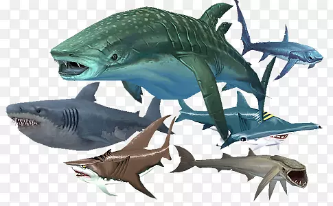 虎鲨饥饿鲨鱼进化饥饿鲨鱼魔兽世界：巫妖王鲨鱼的愤怒