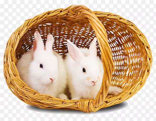 兔子复活节兔子家养兔子