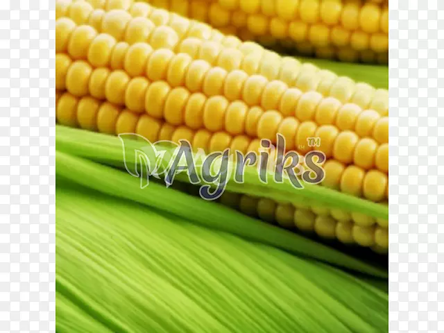 玉米出口印度甜玉米制造业-印度