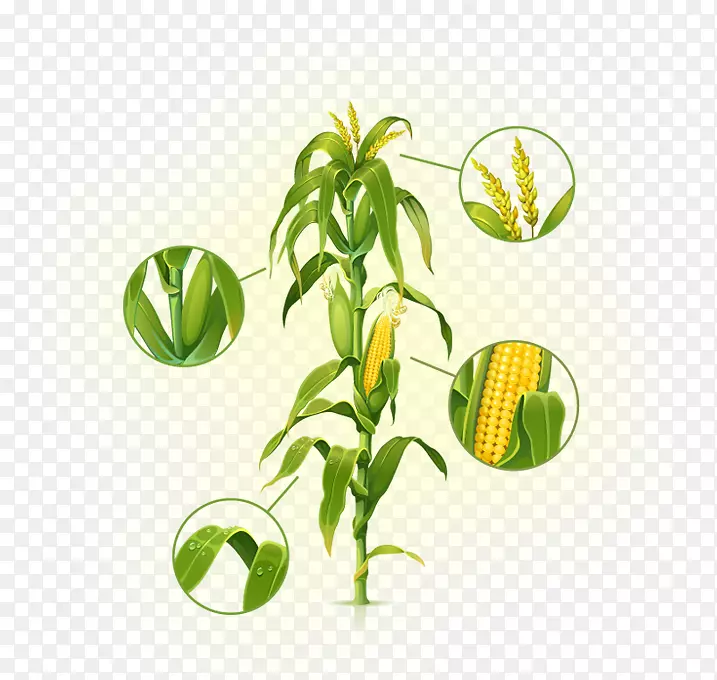 玉米砧木摄影剪贴画
