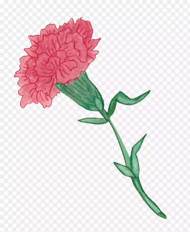 康乃馨彩色铅笔花园玫瑰水彩画剪花