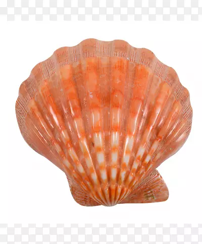 牡蛎贝壳扇贝软体动物贝壳