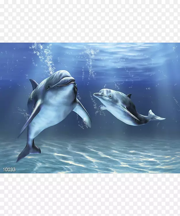 宽吻海豚海洋剪贴画-海豚