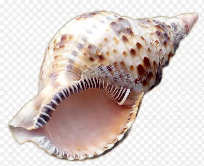海螺概念
