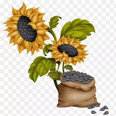 普通向日葵种子剪贴画-花