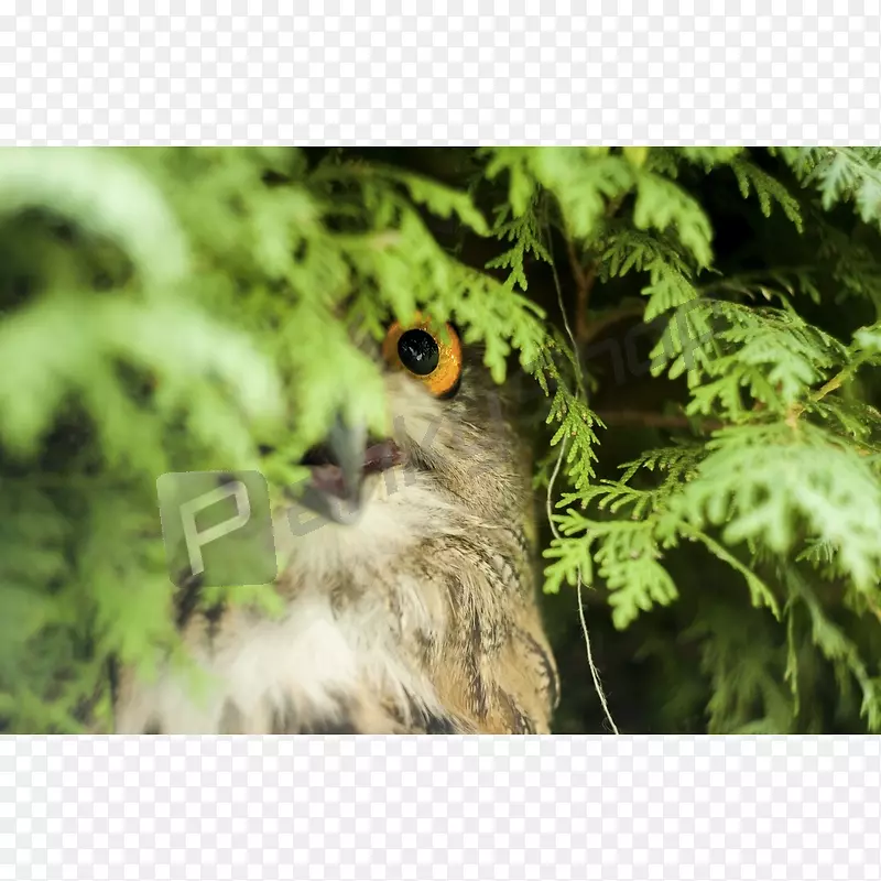 欧亚老鹰-猫头鹰-大瑞士山犬cygnini秃鹰-猫头鹰