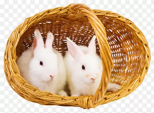 摄影桌面壁纸篮-兔子