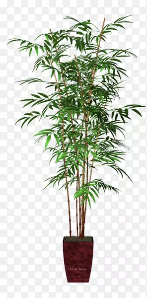 槟榔，棕榈，室内植物，花盆，竹子